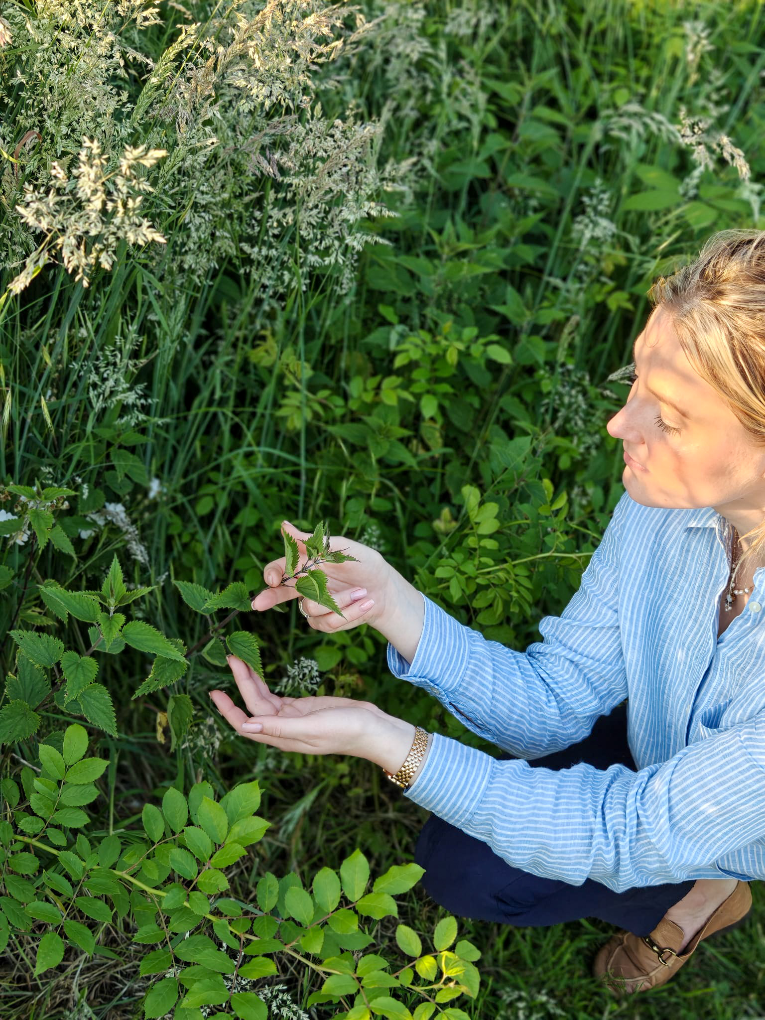 De grote brandnetel, urtica dioica