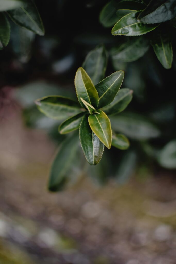 Close-up van de theeplant, camelia sinensis