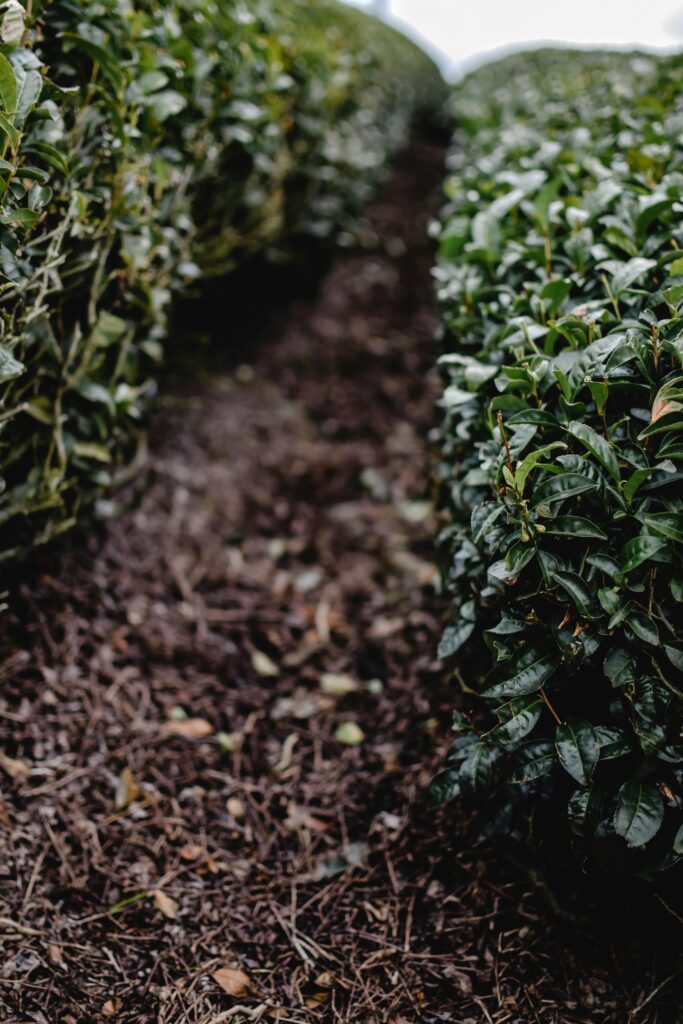 Struiken van de theeplant, camelia sinensis, bekend om haar hoge gehalte antioxidanten