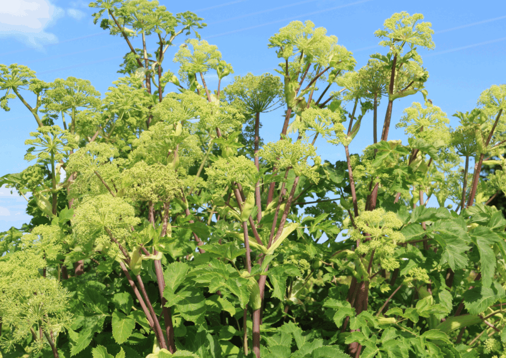 Grote engelwortel in de natuur met een aantal bij elkaar.