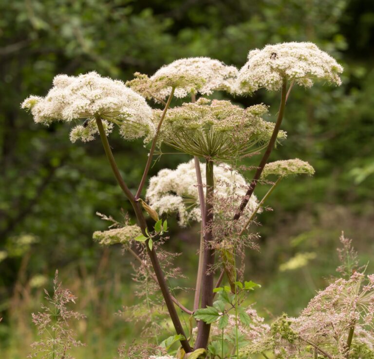 Grote engelwortel, volledig zichtbaar in de natuur.