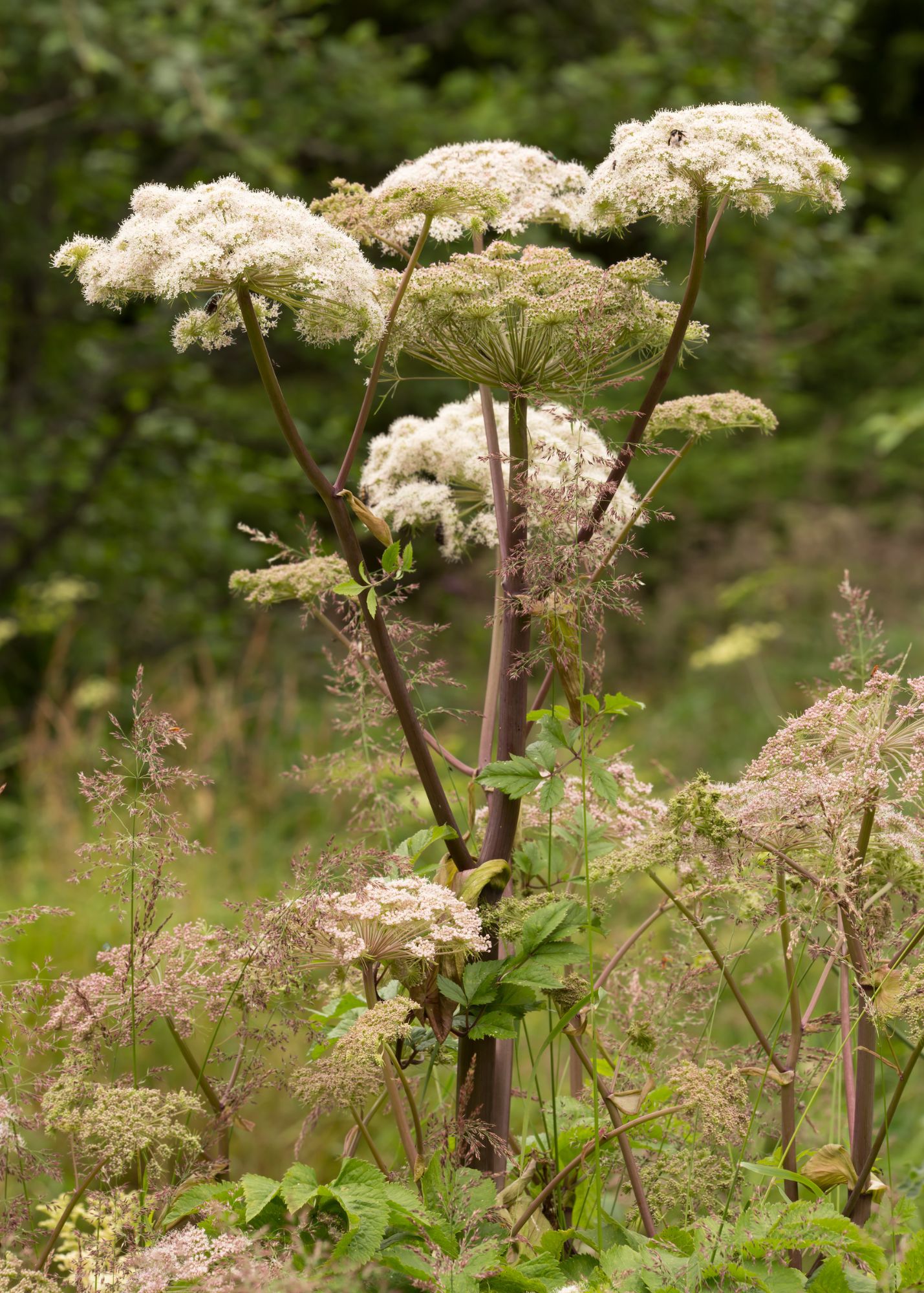 Grote engelwortel, volledig zichtbaar in de natuur.