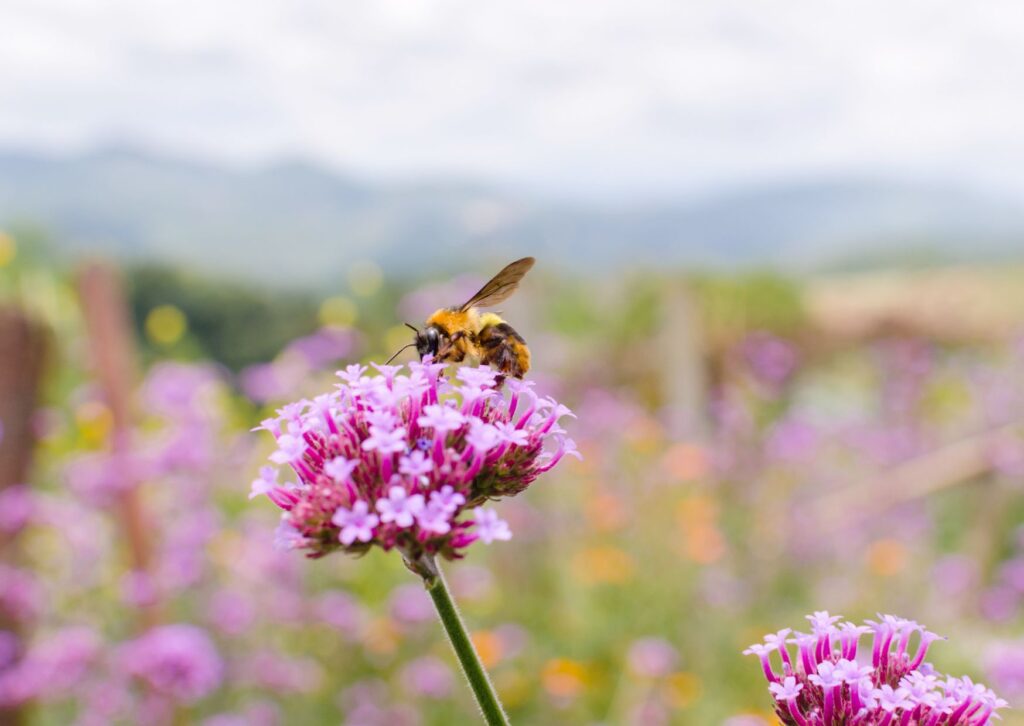 Bij op een allium plant, ze haalt de nectar uit de bloemetjes om honing van te maken. Drachtplanten in je tuin of in de buurt zijn een van de beste manieren om bijen te helpen.