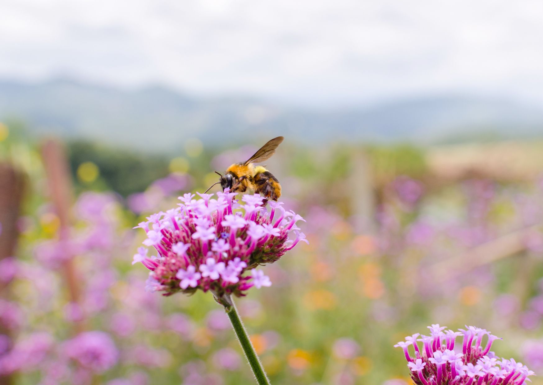 Honingbij zuigt nectar op uit een bloem, om honing van te maken.