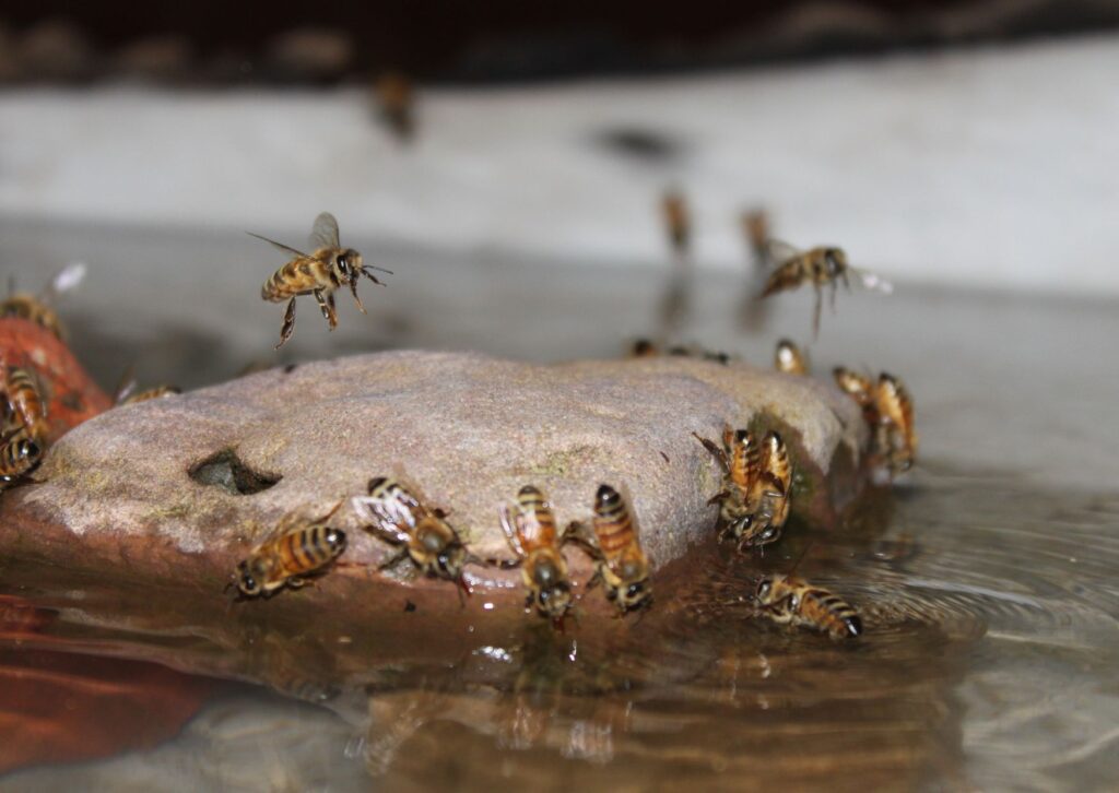 Honingbijen zitten op een steen in het water en drinken. Makkelijke manier om een bijenkroeg te maken bij jouw thuis om bijen te helpen.