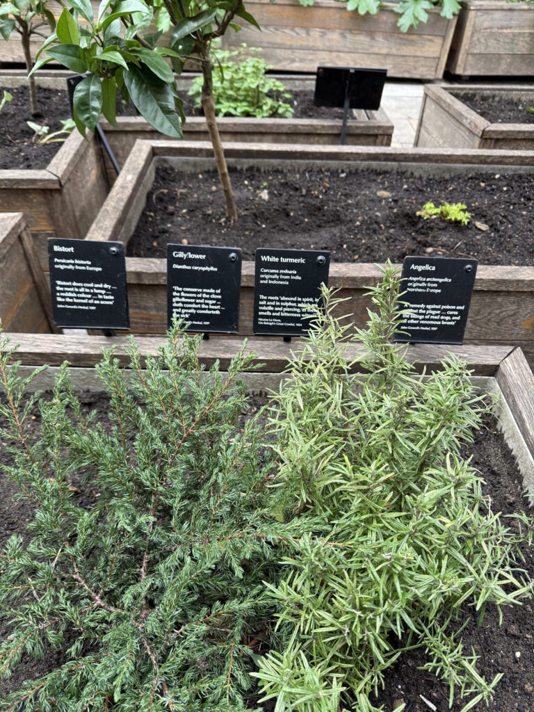 Medicinale kruidentuin in de Tower of London, waar Grote engelwortel in staat met een tekst uit 1597 erbij.