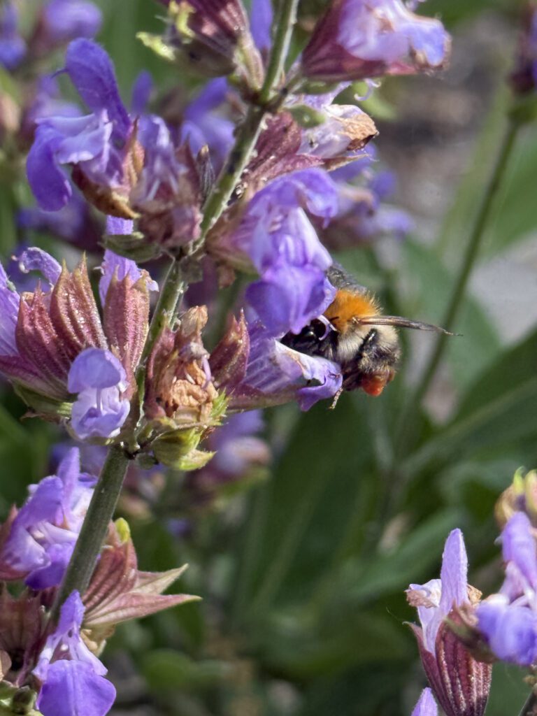 Kleine hommel probeert nectar en stuifmeel te verzmalen uit de bloemetjes van de Salie / Salvia Officinalis. Goede plant om bijen te helpen.