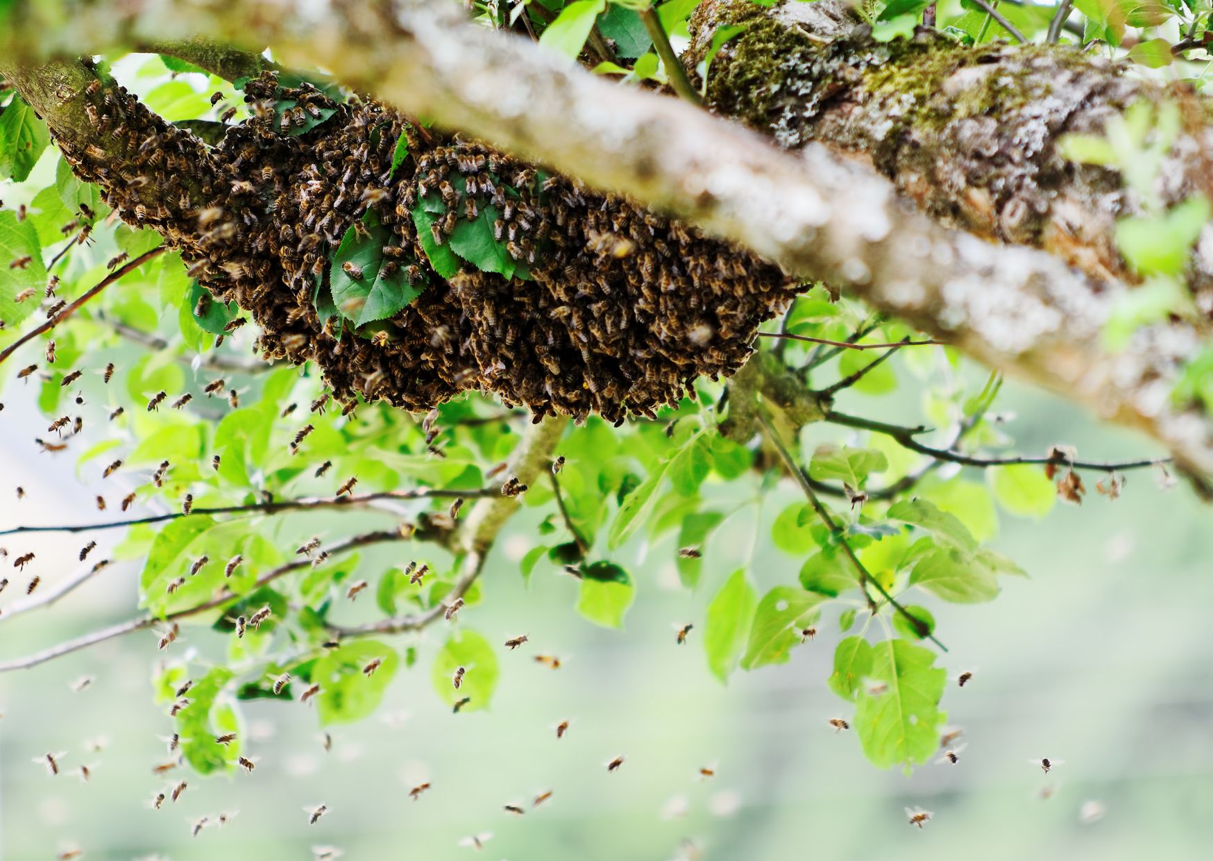 Zwerm bijen in een boom, helaas overleven niet meer in het wild in Nederland en is het scheppen van een zwerm door een imker een goede manier om de bijen te helpen te overleven.
