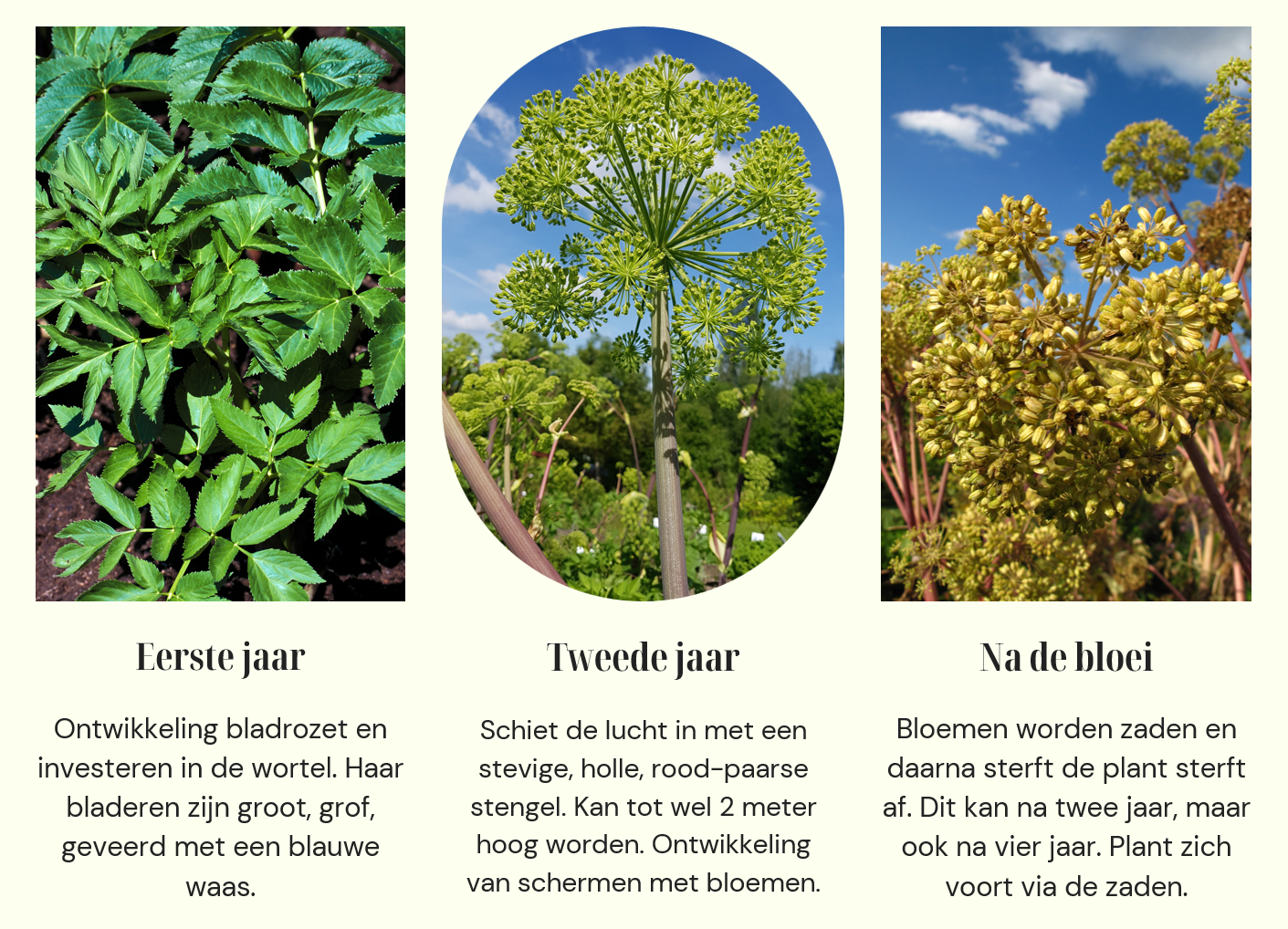 Informatie over de ontwikkelnig van de grote engelwortel in jaren.