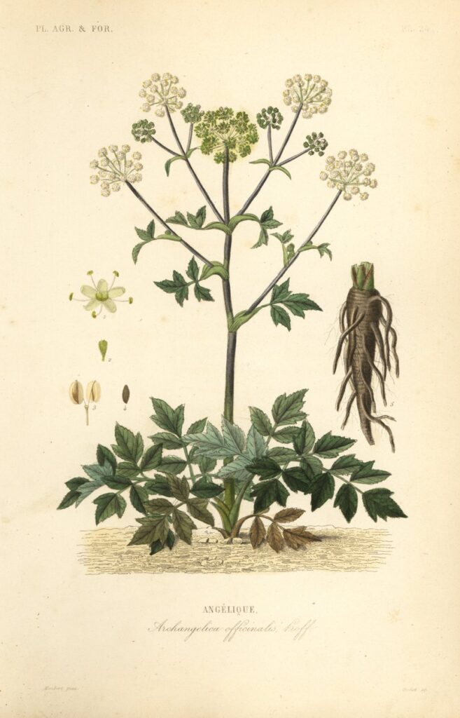 Botanische tekening, grote engelwortel